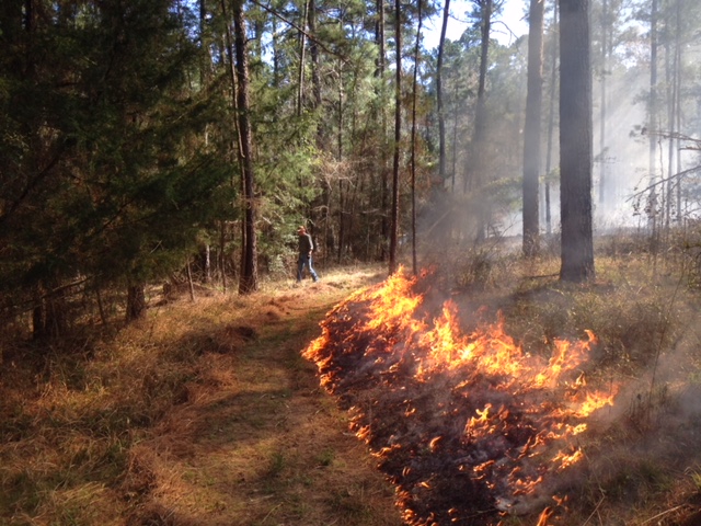 Prescribed fire is one of the most useful management tools. We will conduct a burn (weather permitting during the Field Day).
