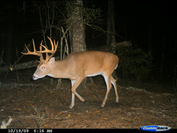 aging whitetail deer