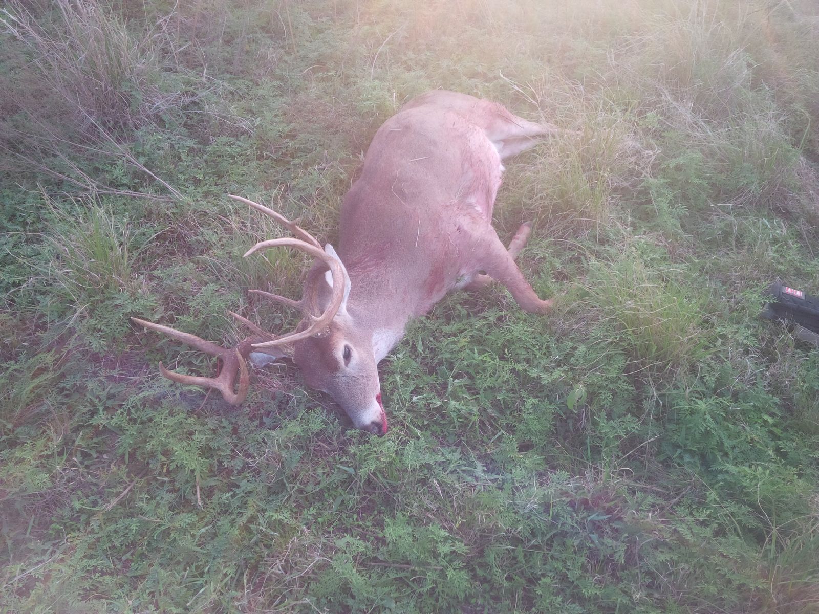 Big Whitetail Bucks Dead