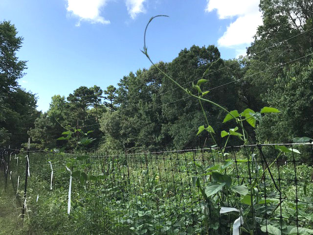 We use several designs of fencing to regulate use of our food plots. 