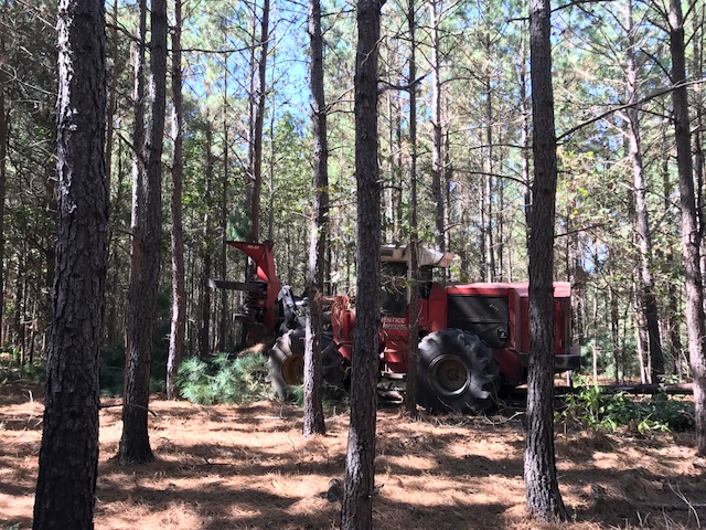 A feller-buncher harvesting selected trees for our thinning. 